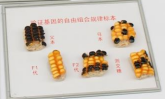 驗證基（jī）因自由組合規律玉米標本（běn）