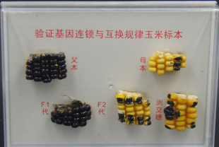 驗證基因連鎖與（yǔ）互換規律玉（yù）米標本