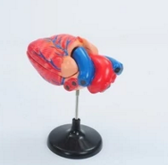 心髒解剖模（mó）型