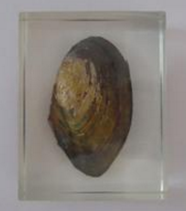 河蚌浸製標本