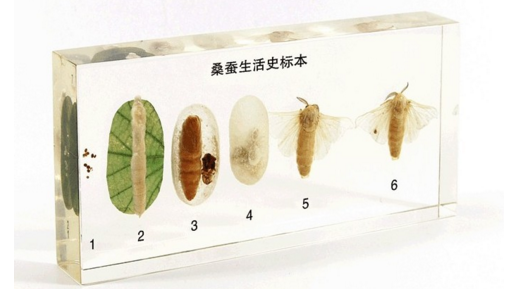 桑蠶（cán）生活（huó）史標本
