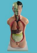 少年人（rén）體半身模型