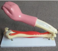 肘關節活動（dòng）模型