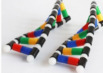 DNA雙螺旋結構（gòu）模型組件